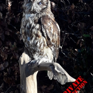 Tawny Owl on stripped oak branch