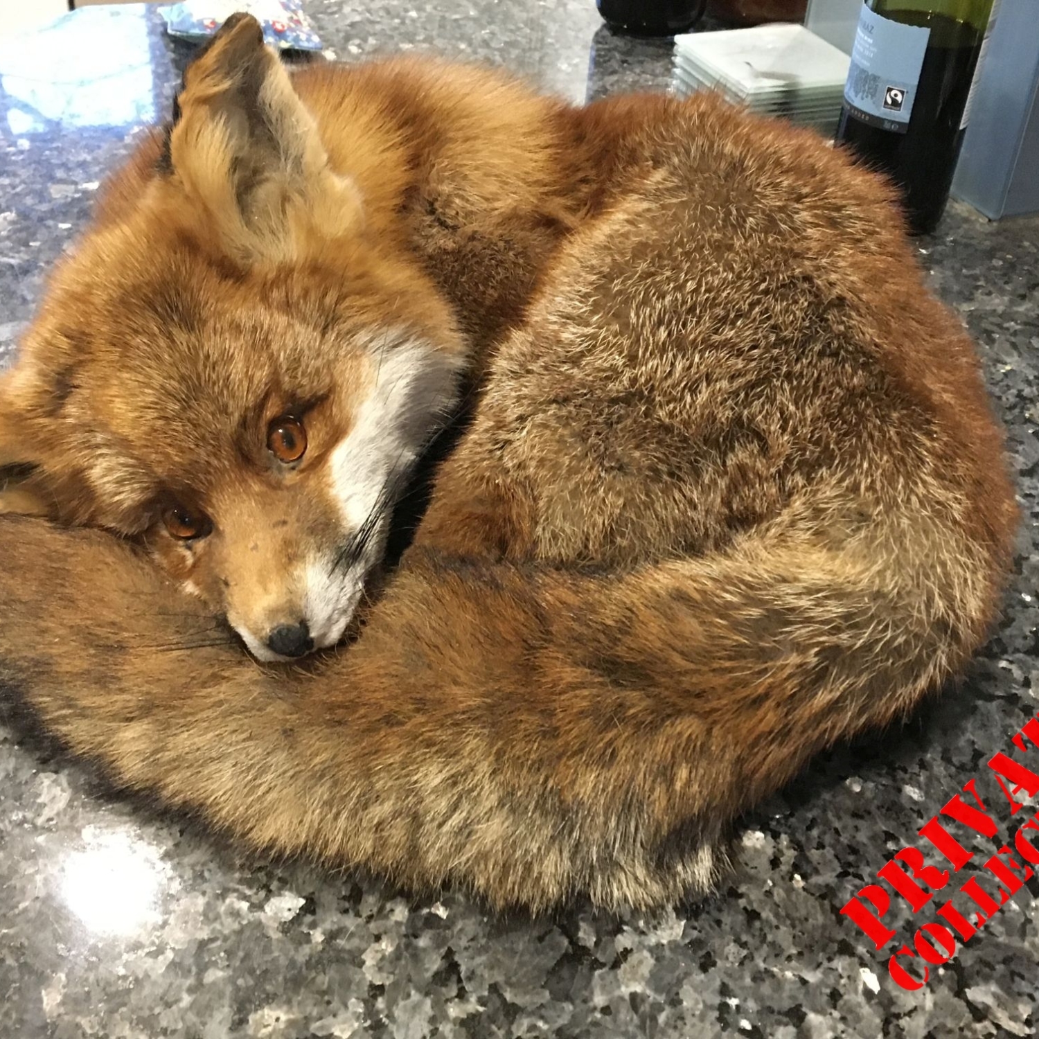 Suspicious sleepy Fox