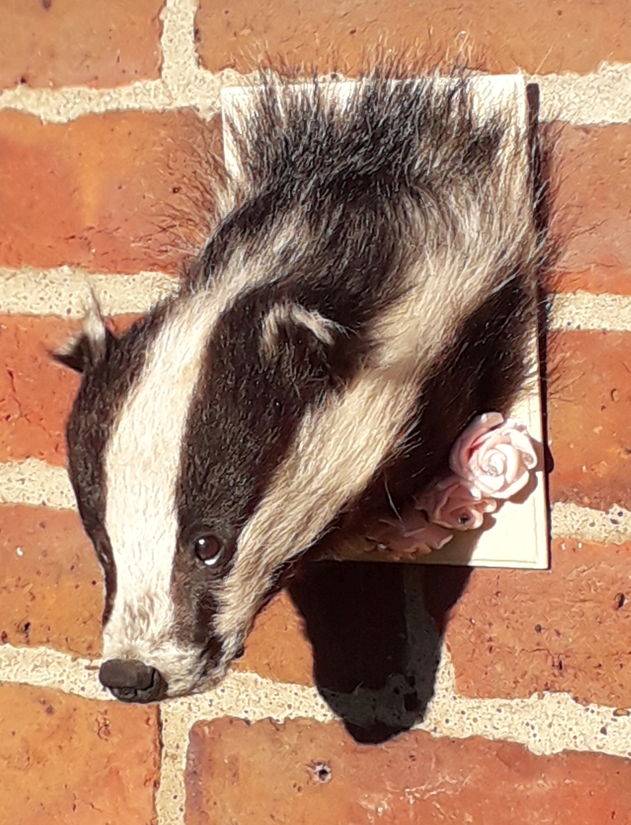 Badger (female) with diamond-encrusted roses