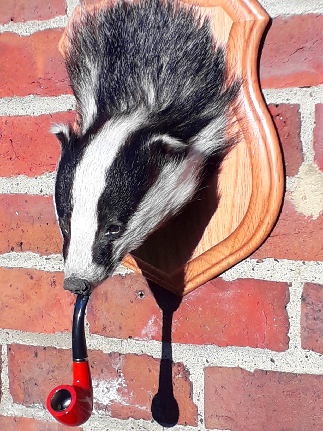 Badger (male) with pipe