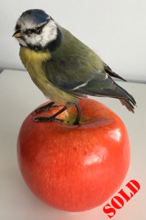 Blue Tit on Red Apple