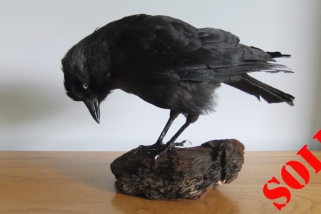 Jackdaw head down, on wooden block