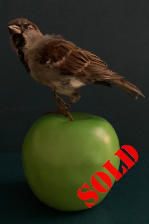 Sparrow on Green Apple