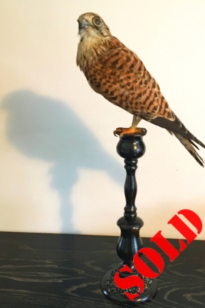 Kestrel on candlestick
