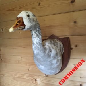 Greylag-Canada Goose hybrid, head mount