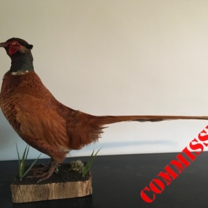 Red Pheasant, standing