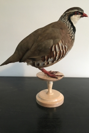 Red-legged Partridge, on turned pedestal