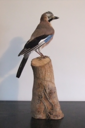 Jay, on cut log