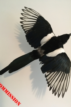 Magpie, flying mount