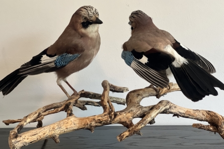 Two Jays on stripped ivy