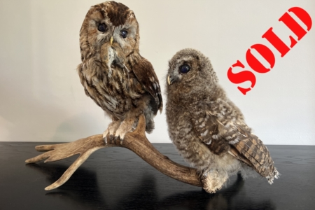 Tawny Owls - adult & juvenile - on deer antler