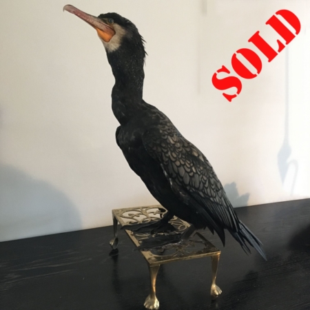 Cormorant on brass stand