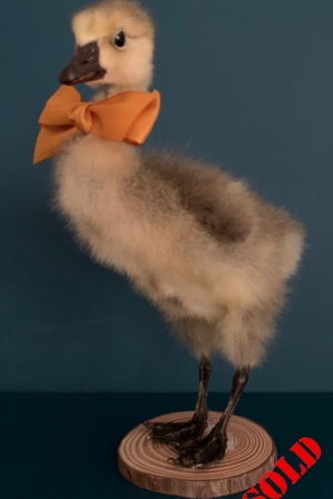 Gosling with Bow Tie