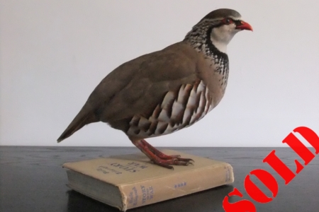 Red-legged Partridge, on old book