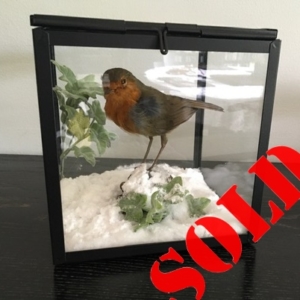 Robin in snow scene, in glass case