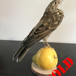 Thrush, on yellow artificial pear