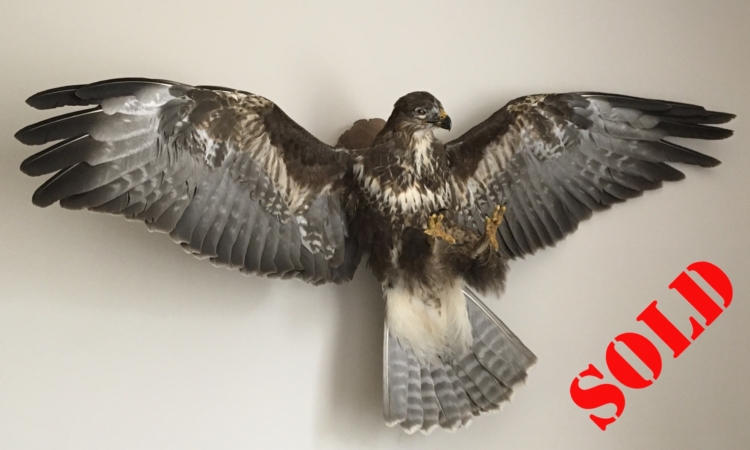 Buzzard about to land