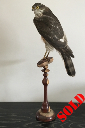 Juvenile Sparrowhawk on multi-toned, turned wooden perch