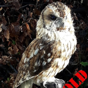 Tawny Owl on candlestick