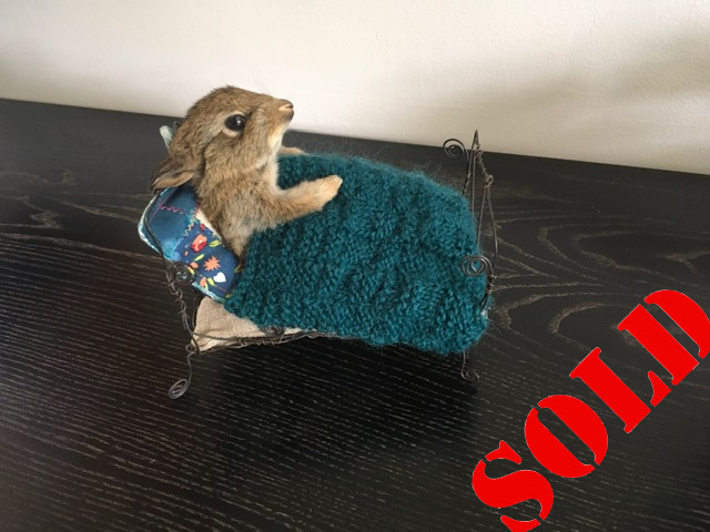 Baby Rabbit on wire bed