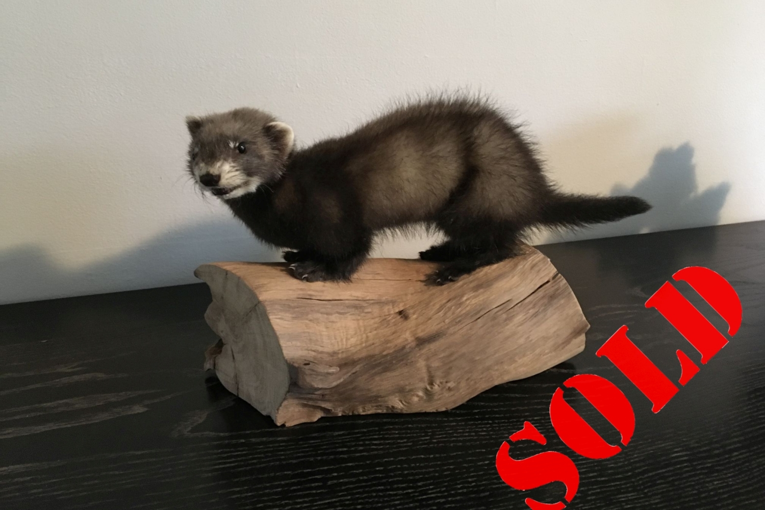Polecat Kit on log