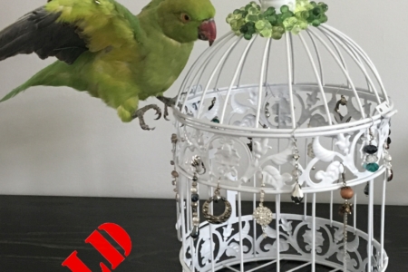 Ring-necked Parakeet landing on gilded cage