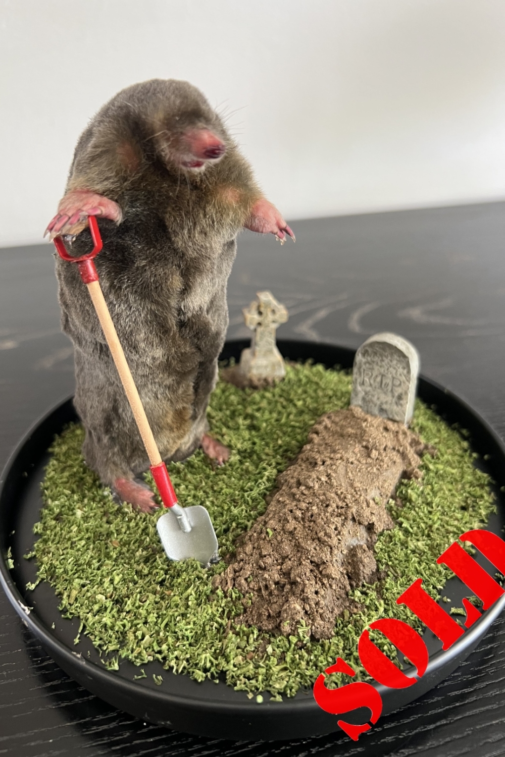 Gravedigger mole, large dome